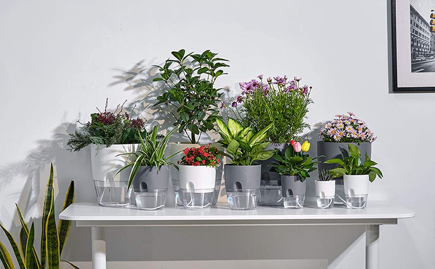 Self Watering Pots 